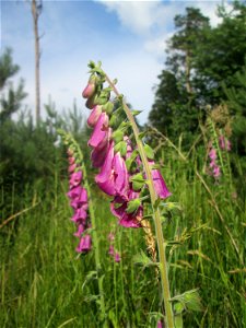Roter Fingerhut (Digitalis purpurea) in der Schwetzinger Hardt