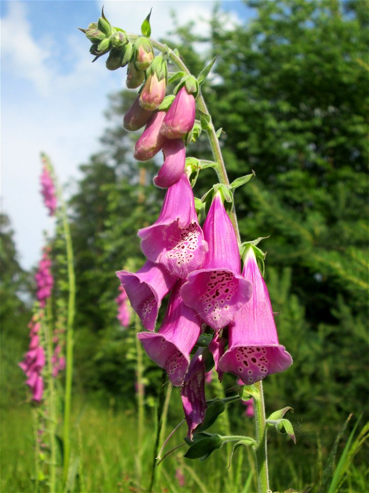 Roter Fingerhut (Digitalis purpurea) in der Schwetzinger Hardt
