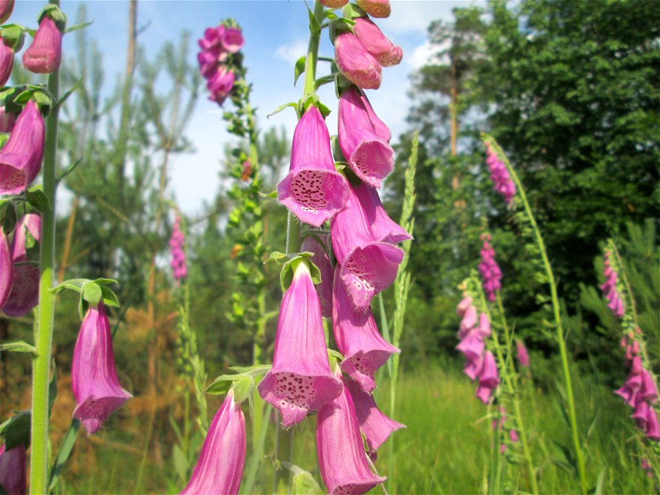 Roter Fingerhut (Digitalis purpurea) in der Schwetzinger Hardt