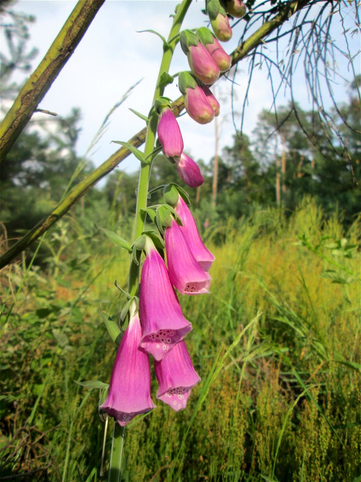 Roter Fingerhut (Digitalis purpurea) in der Schwetzinger Hardt