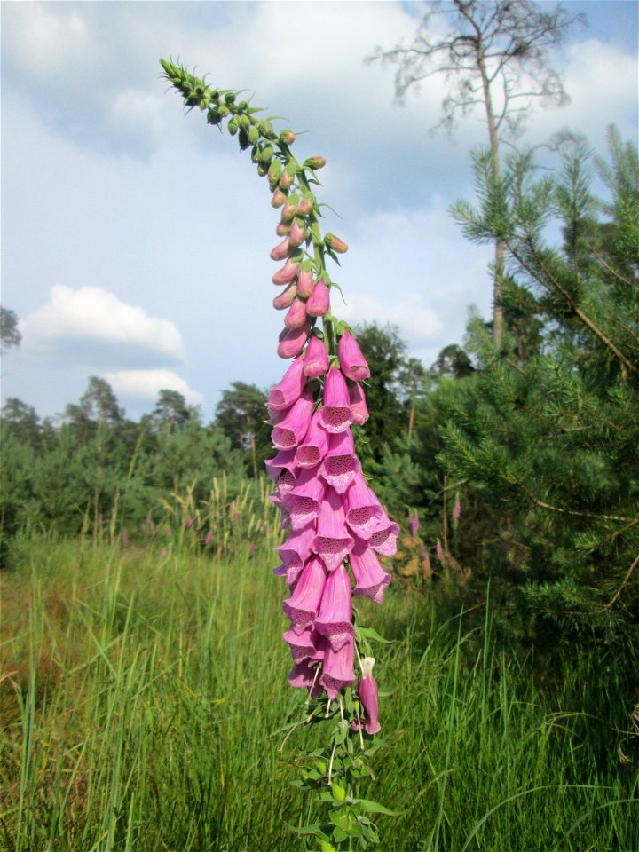 Roter Fingerhut (Digitalis purpurea) in der Schwetzinger Hardt