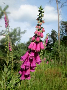 Roter Fingerhut (Digitalis purpurea) in der Schwetzinger Hardt