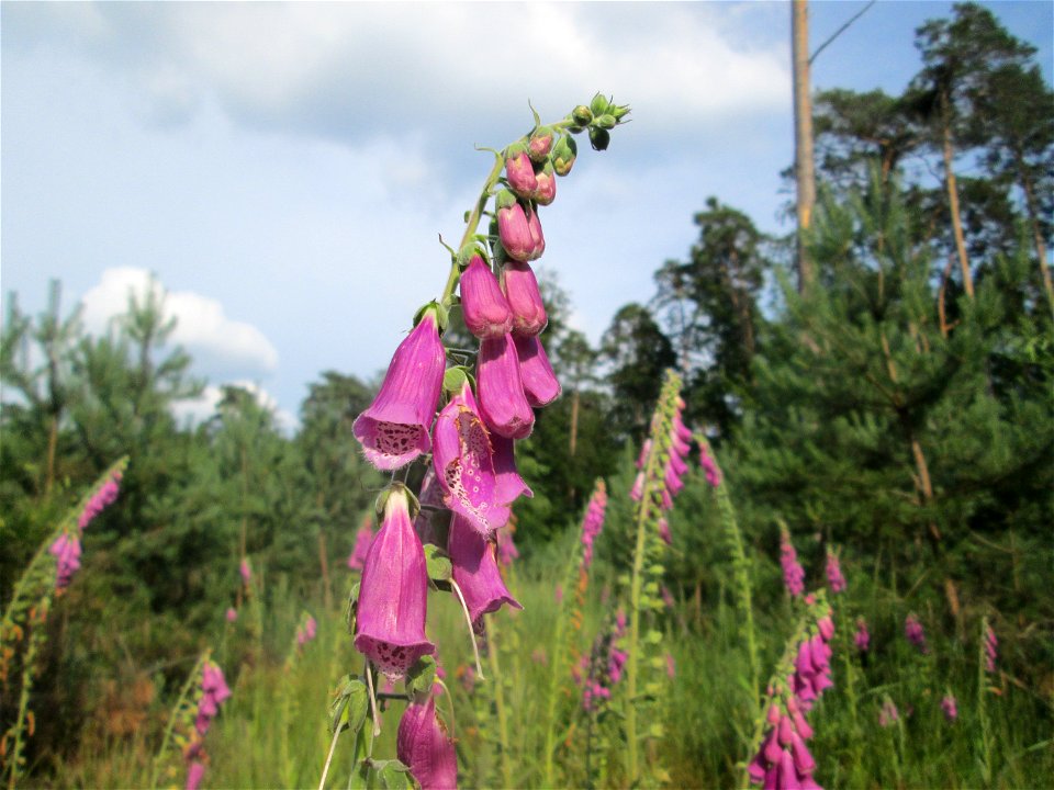 Roter Fingerhut (Digitalis purpurea) in der Schwetzinger Hardt