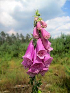 Roter Fingerhut (Digitalis purpurea) in der Schwetzinger Hardt