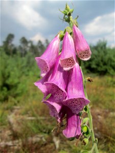 Roter Fingerhut (Digitalis purpurea) in der Schwetzinger Hardt
