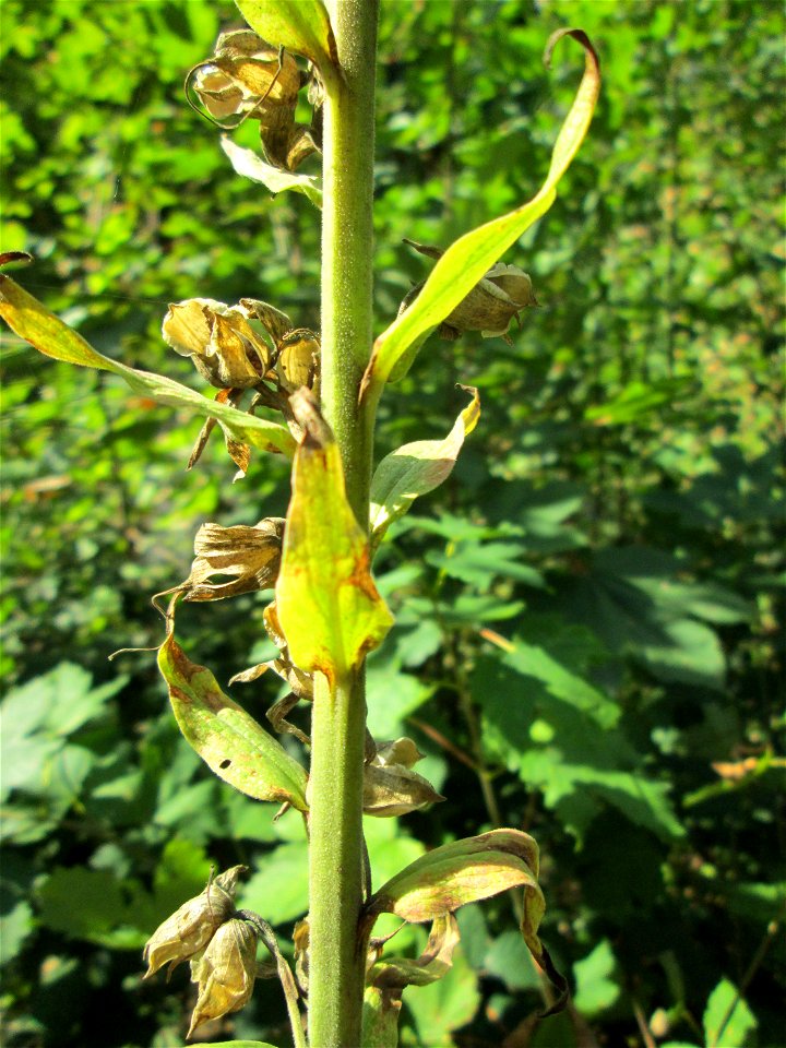 Verblühter Roter Fingerhut (Digitalis purpurea) in Bad Bertrich