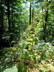 Verblühter Roter Fingerhut (Digitalis purpurea) im Wald bei Ensheim