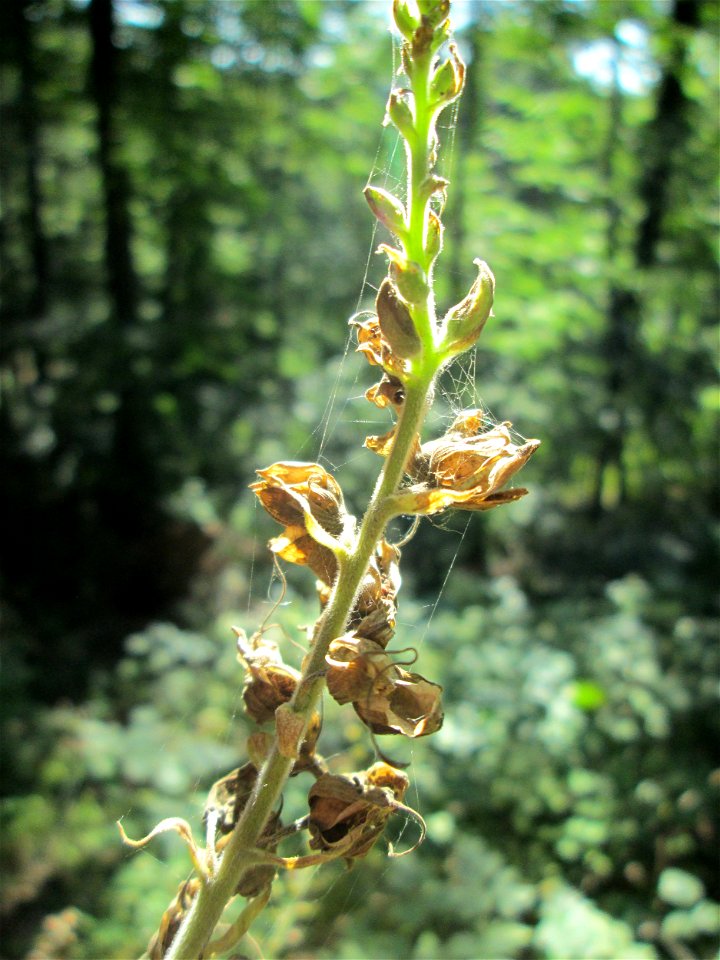 Verblühter Roter Fingerhut (Digitalis purpurea) im Wald bei Ensheim
