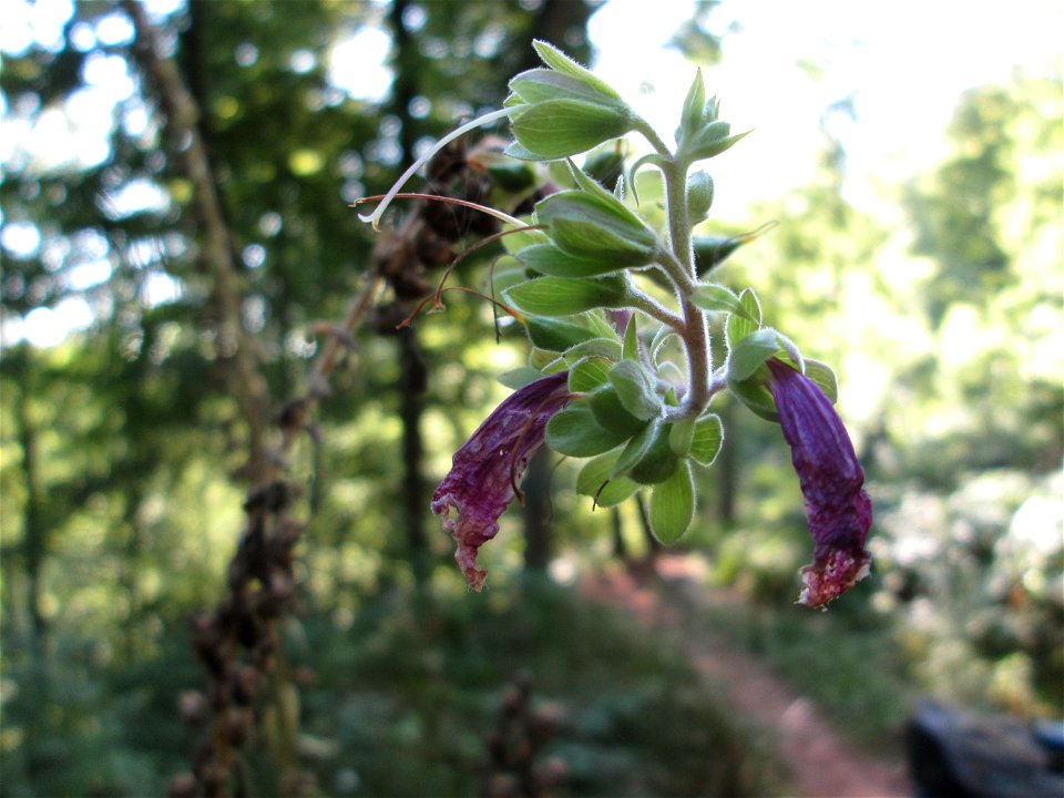 Roter Fingerhut (Digitalis purpurea) im Wald bei Ensheim