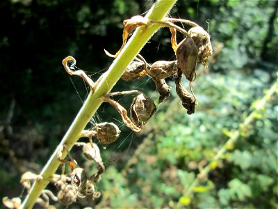 Verblühter Roter Fingerhut (Digitalis purpurea) im Wald bei Ensheim
