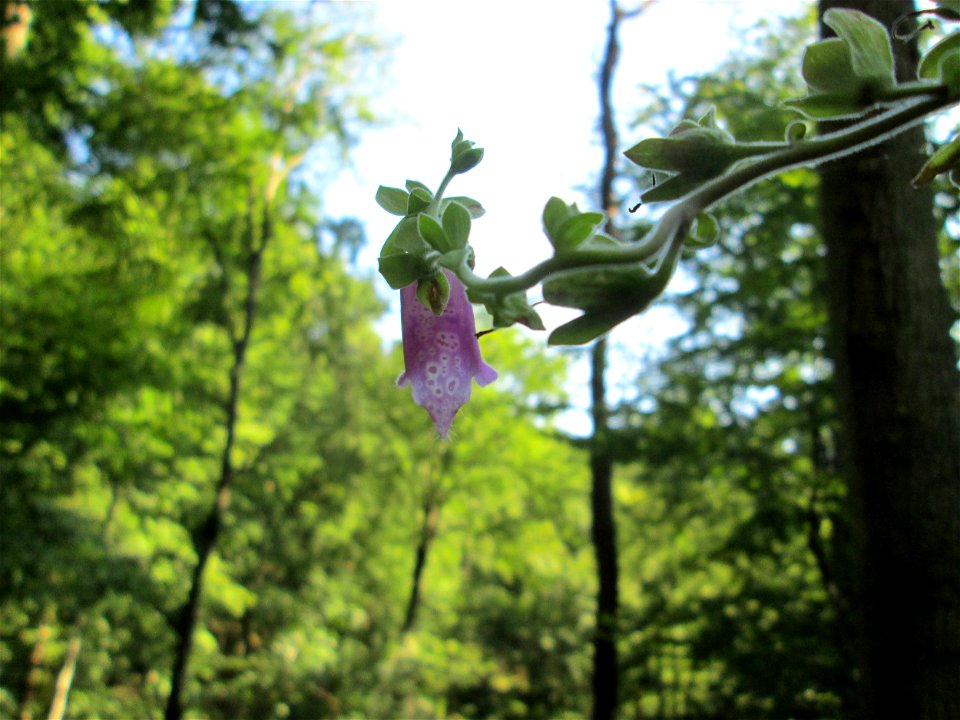 Roter Fingerhut (Digitalis purpurea) im Wald bei Ensheim