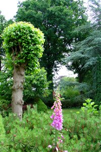 Eén van de twee breukenbomen (linden) aan de Breukenweg te Yde