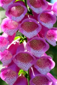 Close-up of foxglove flower spike