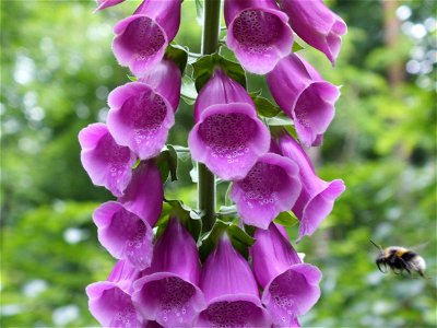 A foxglove flower and a bee