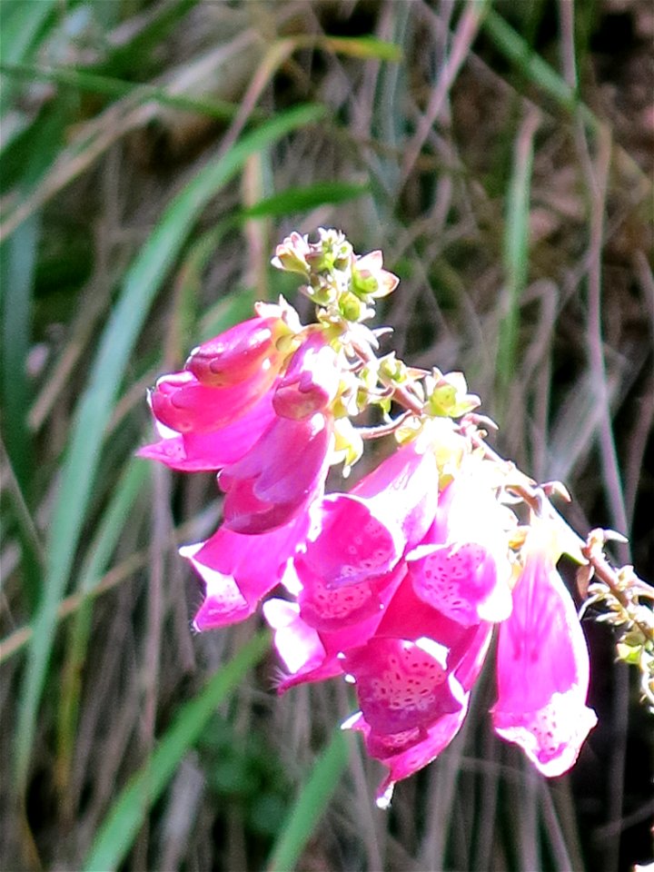 Digitalis in Chaudefour valley (Puy-de-Dôme, France).