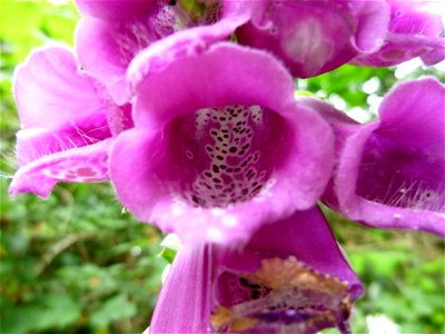 Digitalis purpurea