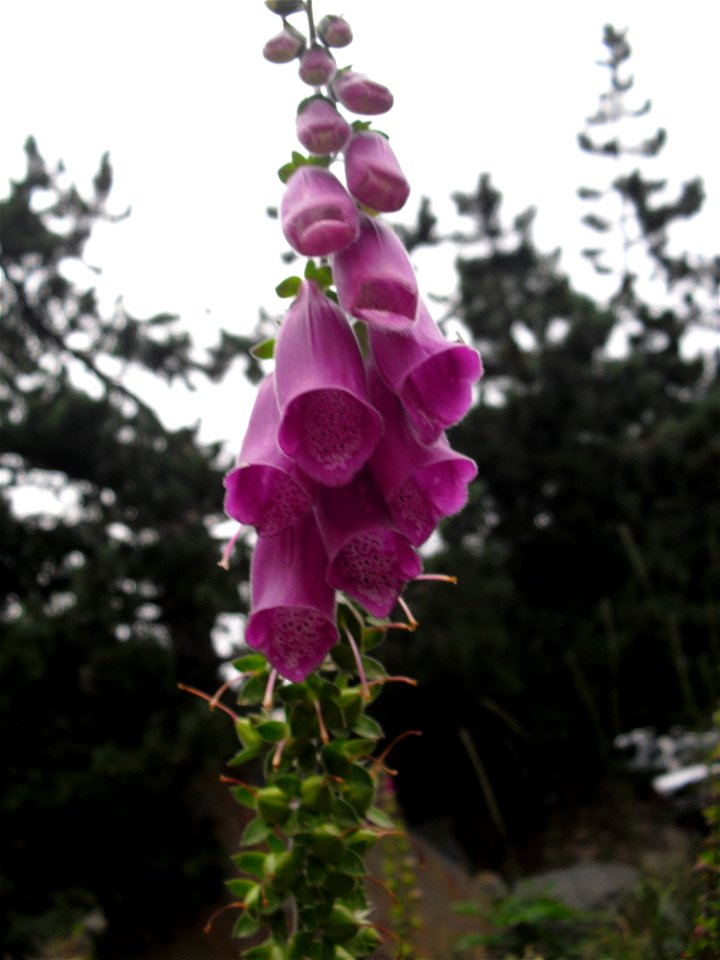 Digitalis purpurea Digitale le long du lac de l'Oule.