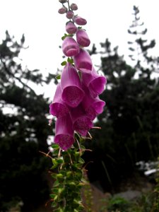 Digitalis purpurea Digitale le long du lac de l'Oule.