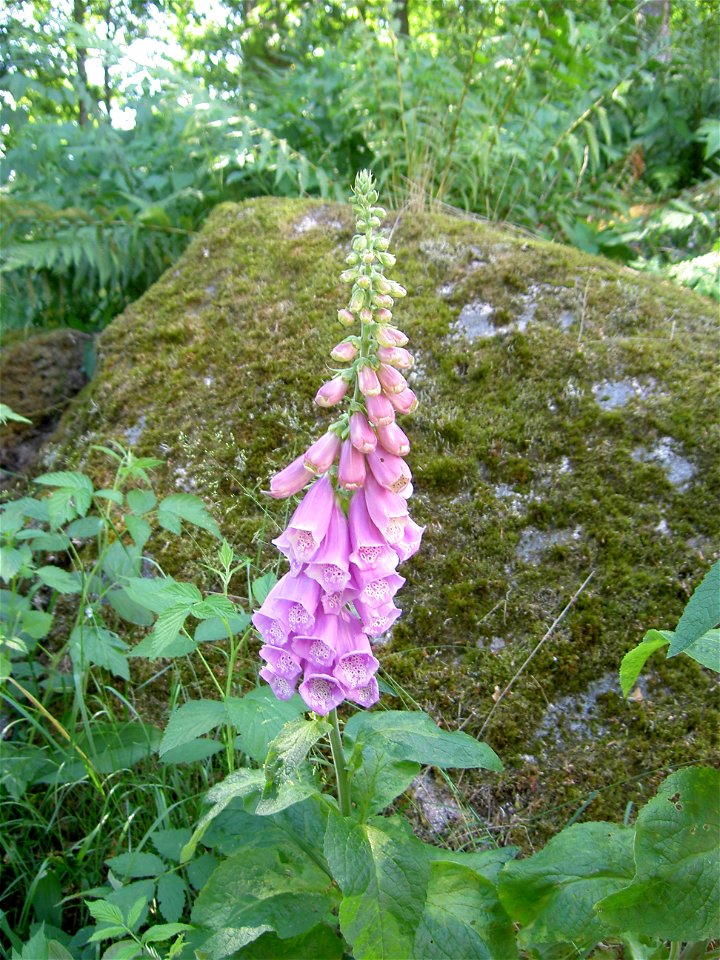 Digitalis-stora hultrum.sweden-01