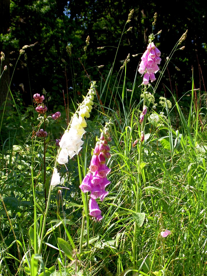 Digitalis-stora hultrum.sweden-02