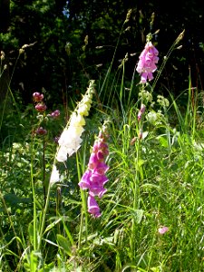 Digitalis-stora hultrum.sweden-02