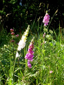 Digitalis-stora hultrum.sweden-02 photo