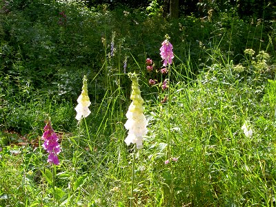 Digitalis-stora hultrum.sweden-03