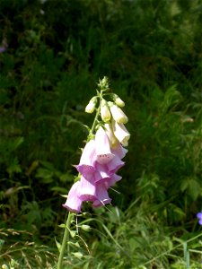 Digitalis-stora hultrum.sweden-04