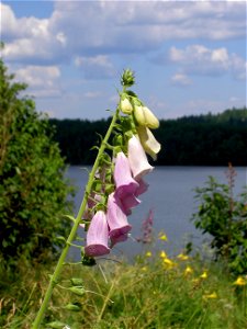 Digitalis-stora hultrum.sweden-05