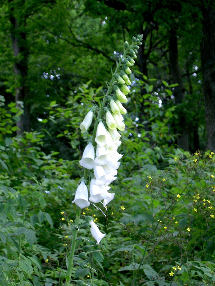 Digitalis-stora hultrum.sweden-06