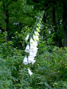 Digitalis-stora hultrum.sweden-06