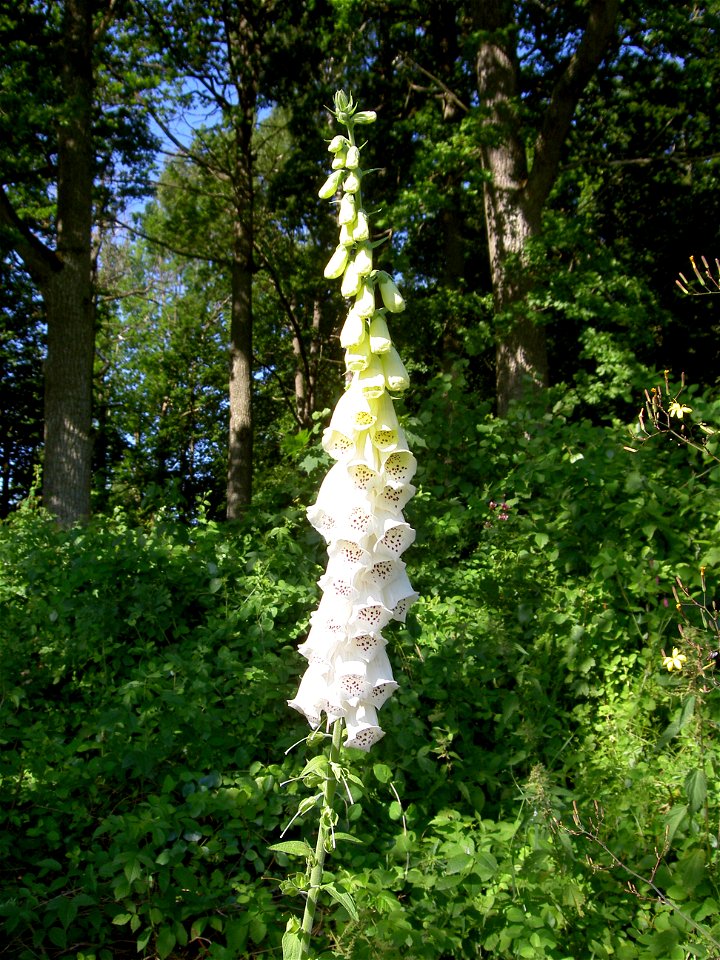 Digitalis-stora hultrum.sweden-07