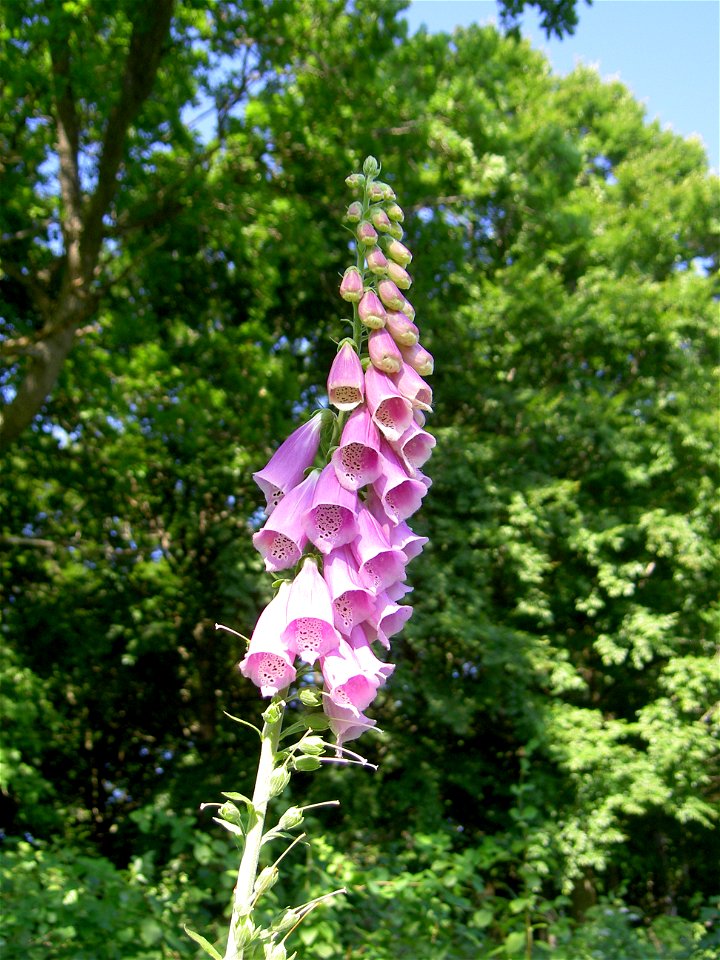 Digitalis-stora hultrum.sweden-08