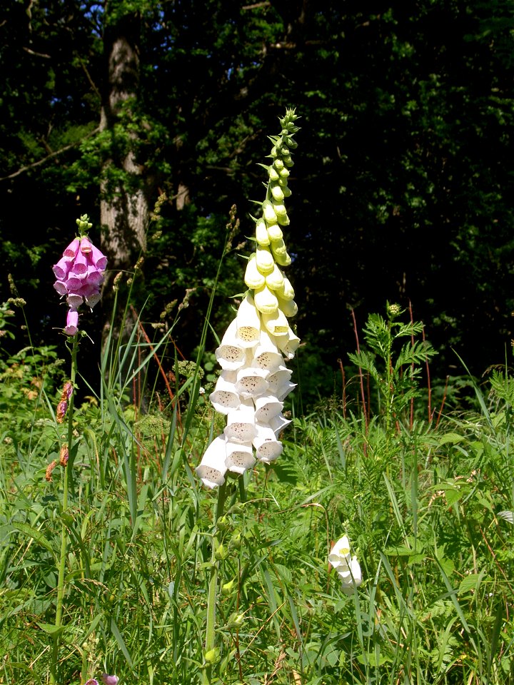 Digitalis-stora hultrum.sweden-09