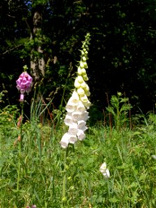 Digitalis-stora hultrum.sweden-09