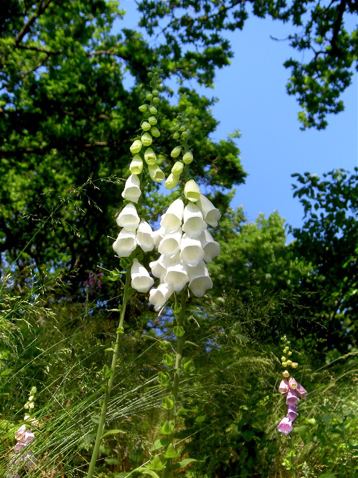 Digitalis-stora hultrum.sweden-10