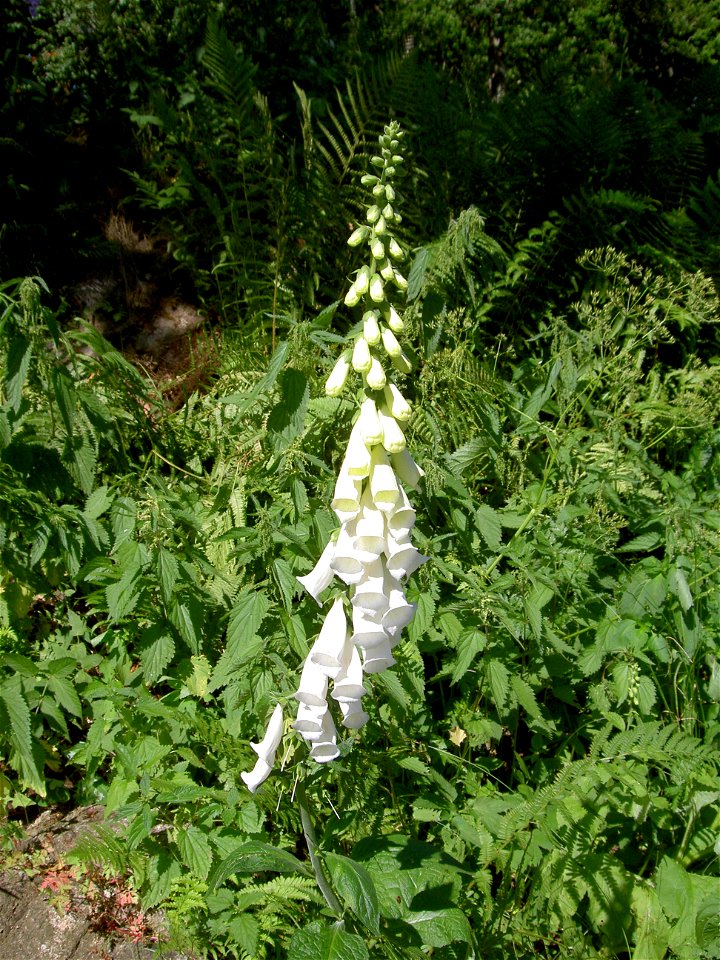Digitalis-stora hultrum.sweden-11