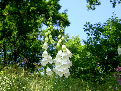 Digitalis-stora hultrum.sweden-12