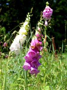 Digitalis-stora hultrum.sweden-13 photo