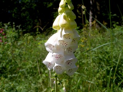 Digitalis-stora hultrum.sweden-14