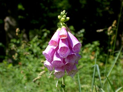 Digitalis-stora hultrum.sweden-15