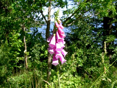 Digitalis-stora hultrum.sweden-16 photo