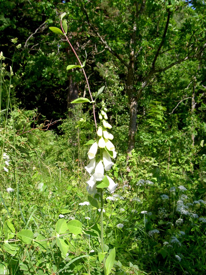 Digitalis-stora hultrum.sweden-17