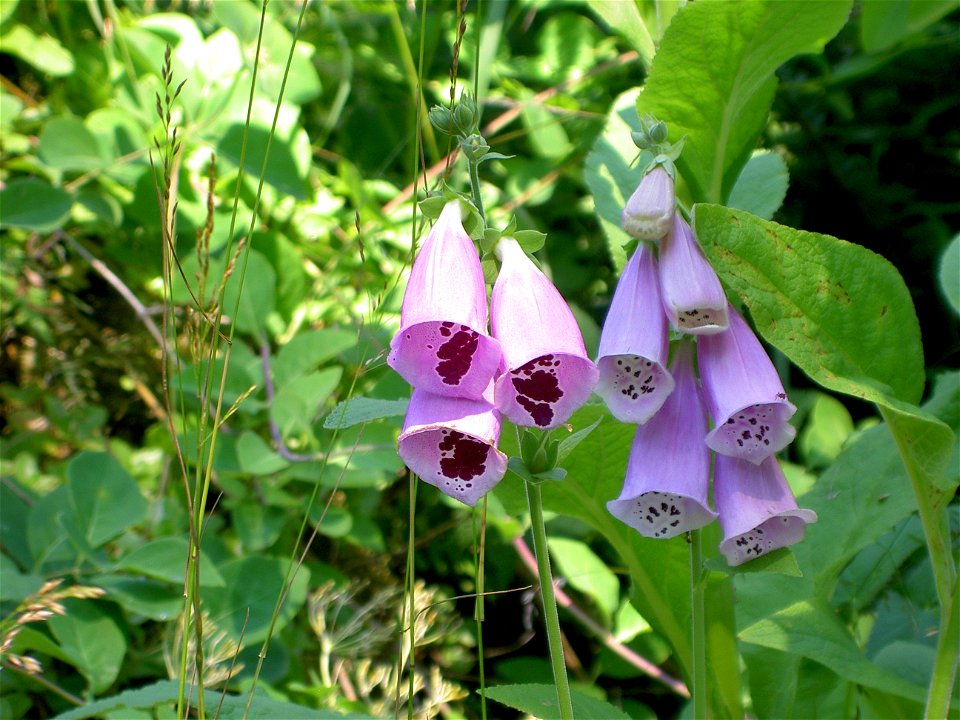Digitalis-stora hultrum.sweden-18