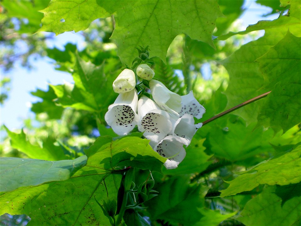 Digitalis-stora hultrum.sweden-19
