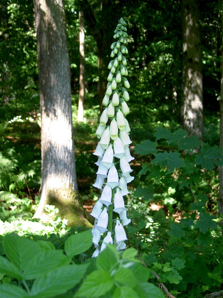 Digitalis-stora hultrum.sweden-21