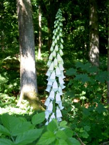 Digitalis-stora hultrum.sweden-21
