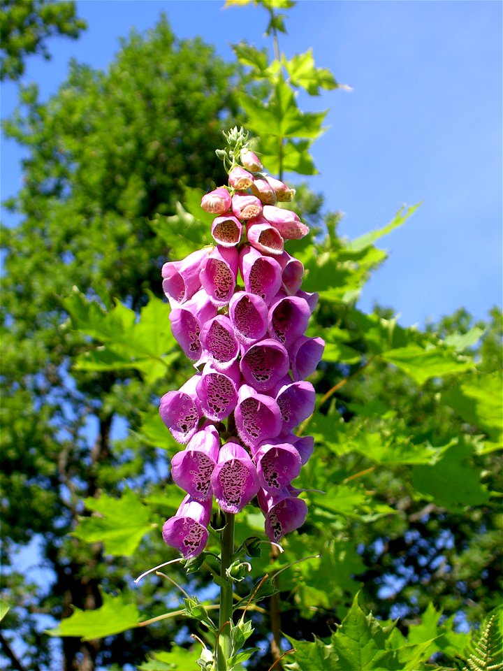 Digitalis-stora hultrum.sweden-22