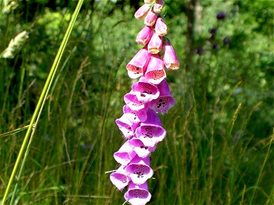 Digitalis-stora hultrum.sweden-23