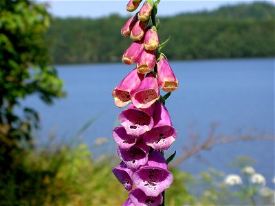 Digitalis-stora hultrum.sweden-25 photo